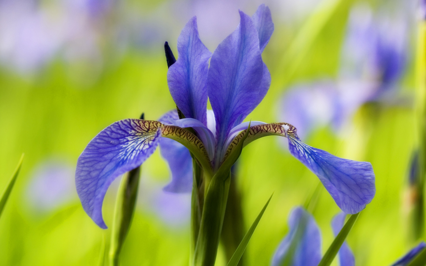 Blue Iris Flower wallpaper 1440x900