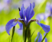 Screenshot №1 pro téma Blue Iris Flower 176x144