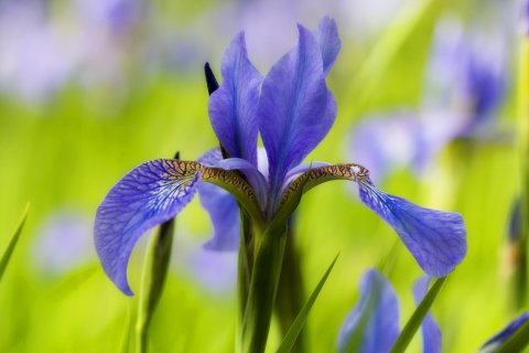 Das Blue Iris Flower Wallpaper 480x320