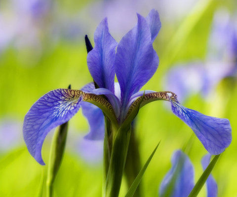 Das Blue Iris Flower Wallpaper 480x400
