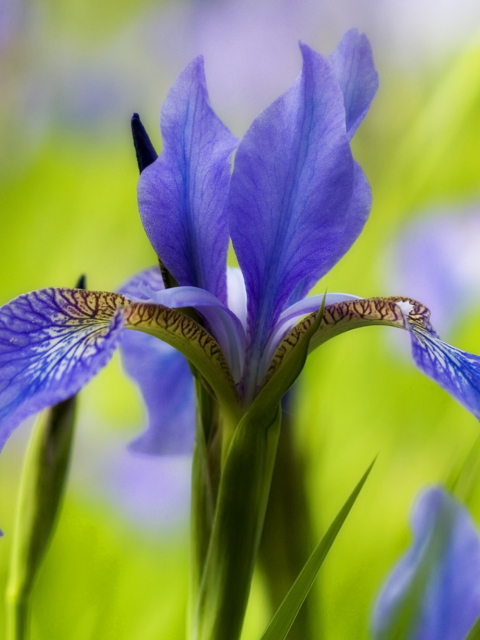 Das Blue Iris Flower Wallpaper 480x640