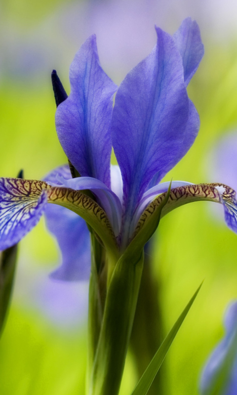Blue Iris Flower wallpaper 480x800