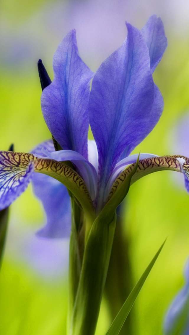 Blue Iris Flower wallpaper 640x1136