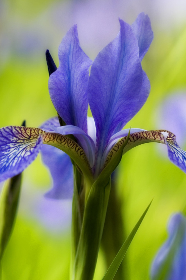 Blue Iris Flower wallpaper 640x960