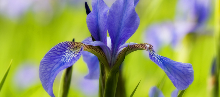 Обои Blue Iris Flower 720x320