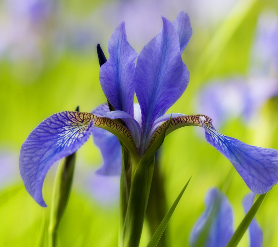 Screenshot №1 pro téma Blue Iris Flower 960x854