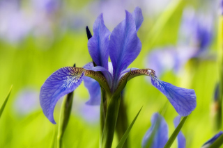 Free Blue Iris Flower Picture for Android, iPhone and iPad