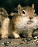 Sfondi Fat Squirrel 128x160