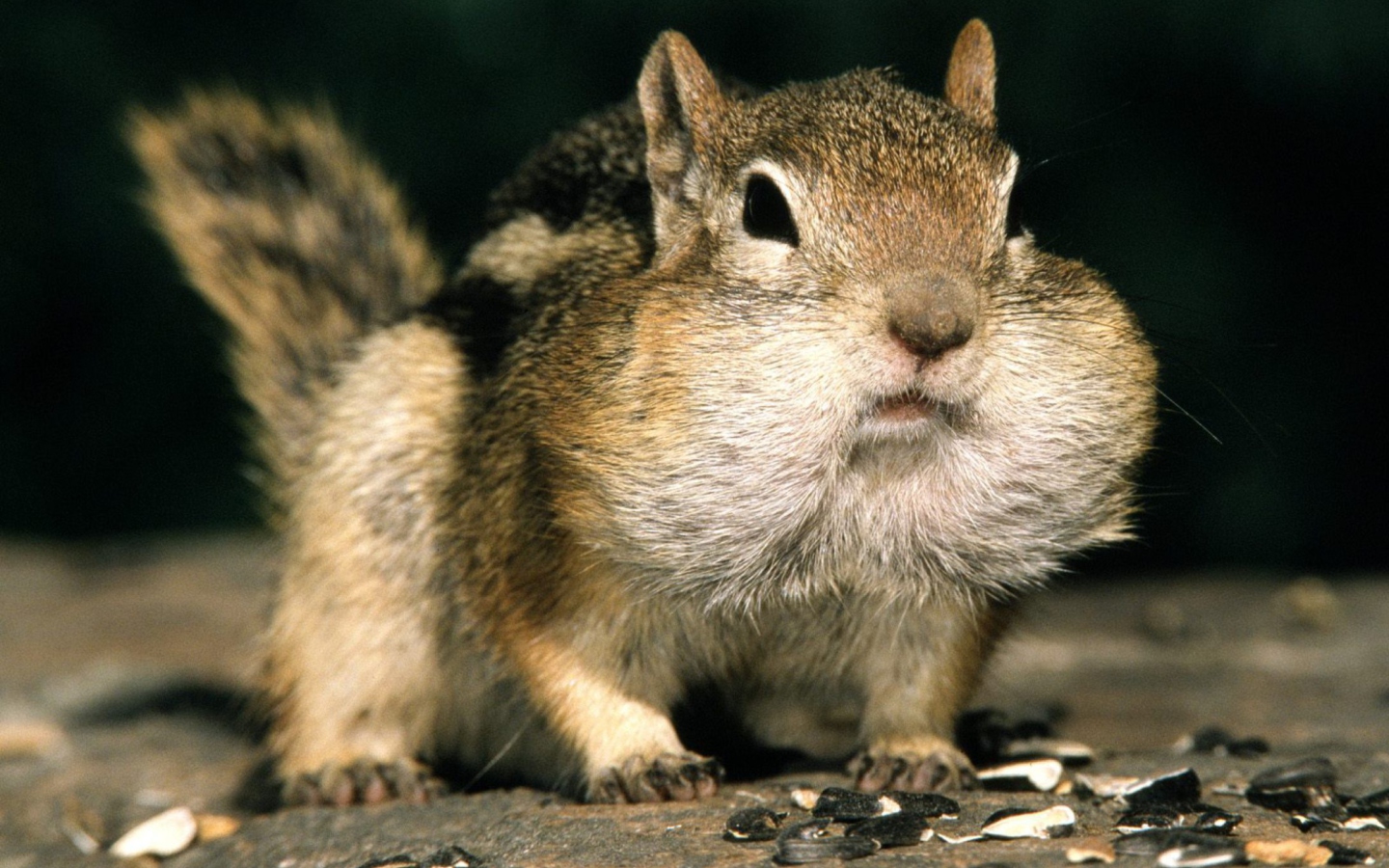 Fondo de pantalla Fat Squirrel 1440x900