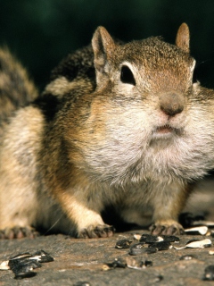 Fat Squirrel wallpaper 240x320