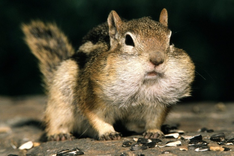 Das Fat Squirrel Wallpaper 480x320