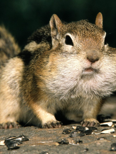 Das Fat Squirrel Wallpaper 480x640