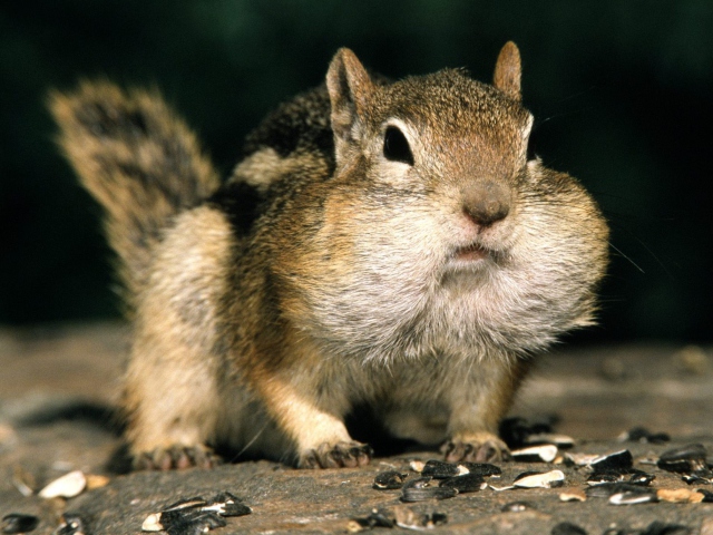 Das Fat Squirrel Wallpaper 640x480
