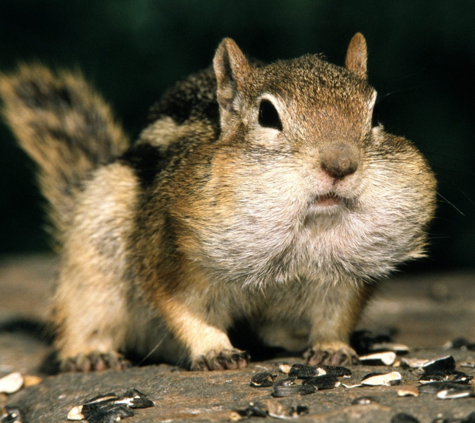 Das Fat Squirrel Wallpaper 960x854