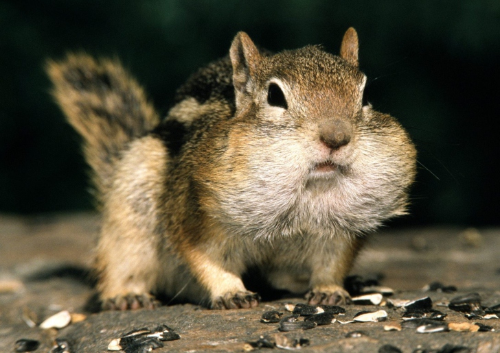 Fat Squirrel wallpaper
