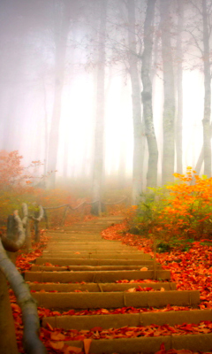 Foggy Morning screenshot #1 240x400