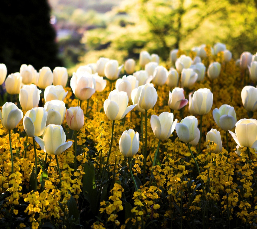 White Tulips wallpaper 1080x960