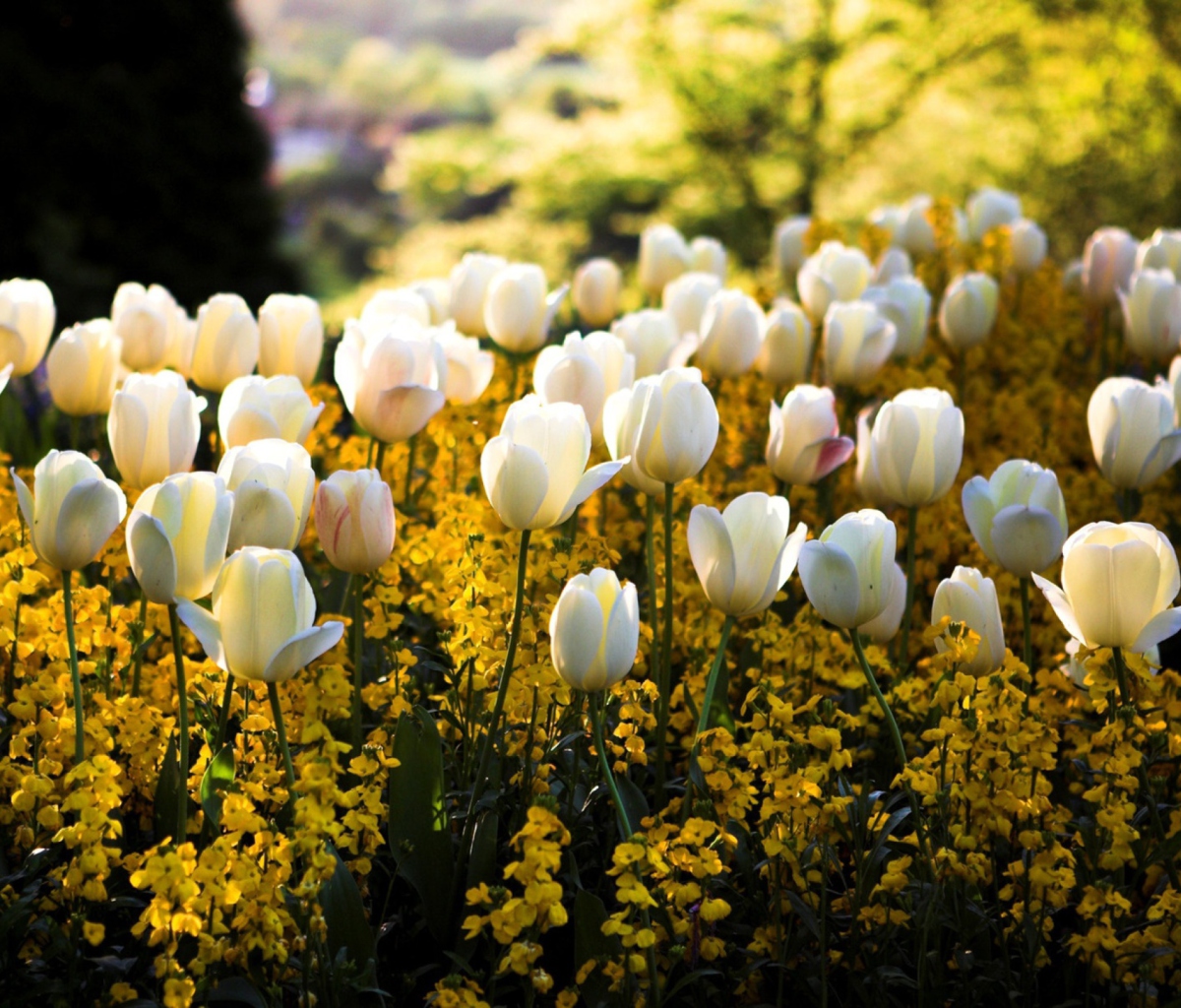 Sfondi White Tulips 1200x1024