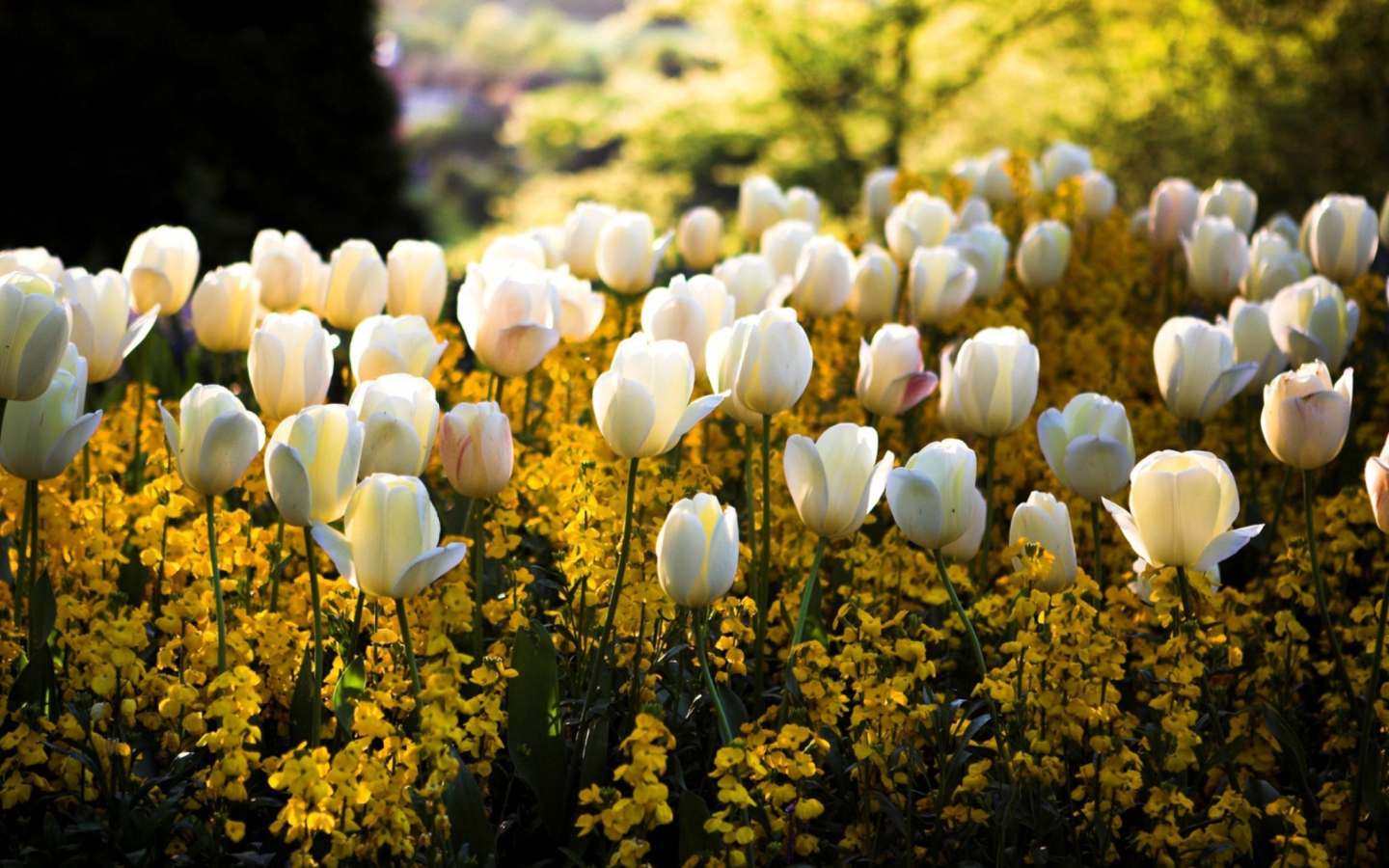 Sfondi White Tulips 1440x900
