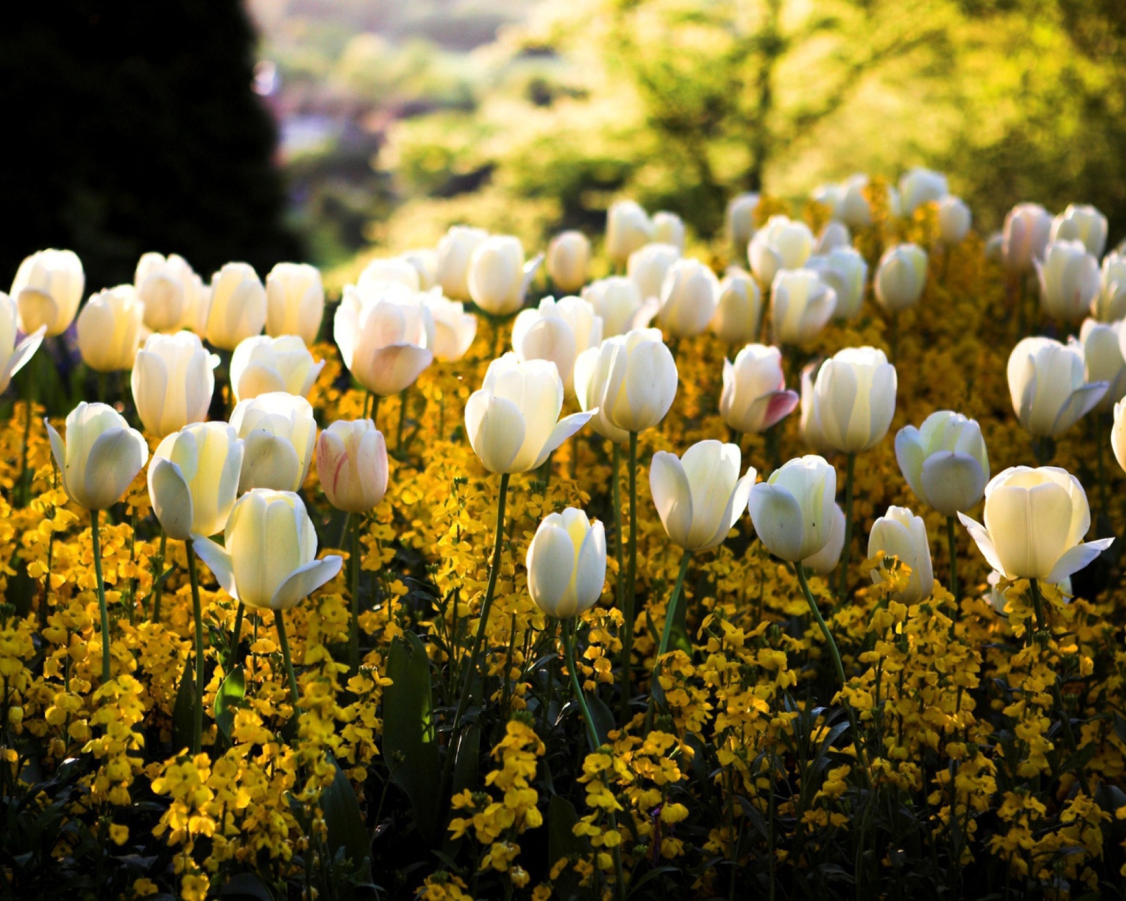 Das White Tulips Wallpaper 1600x1280