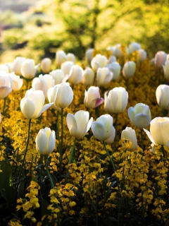 Sfondi White Tulips 240x320