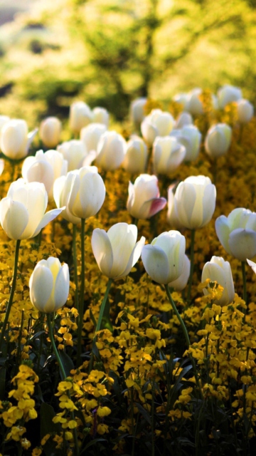 Fondo de pantalla White Tulips 360x640