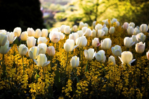 Fondo de pantalla White Tulips 480x320
