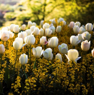 White Tulips sfondi gratuiti per iPad mini