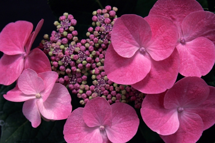 Sfondi Begonia