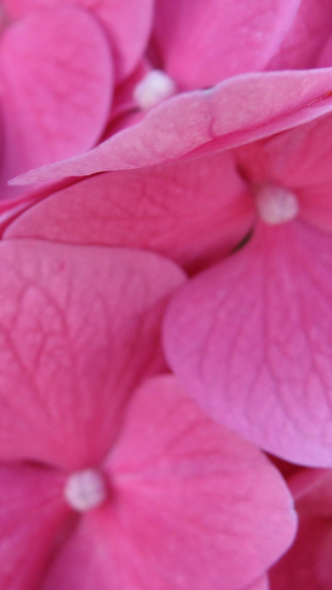 Pink Flowers screenshot #1 1080x1920