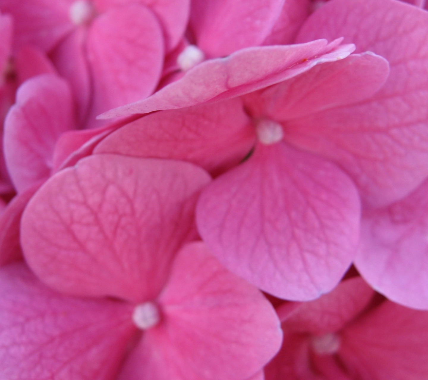 Screenshot №1 pro téma Pink Flowers 1440x1280