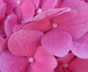 Sfondi Pink Flowers 176x144