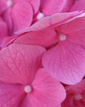 Pink Flowers screenshot #1 176x220