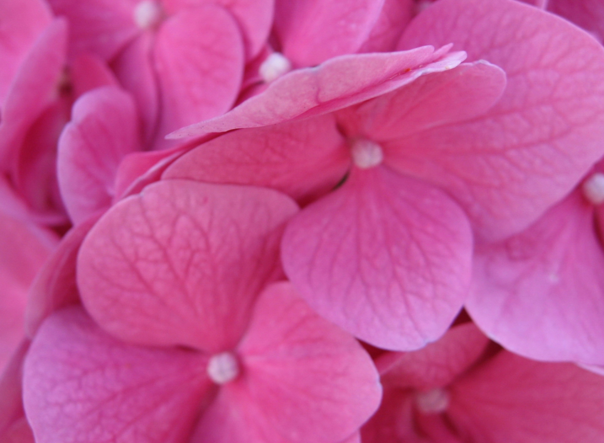 Screenshot №1 pro téma Pink Flowers 1920x1408