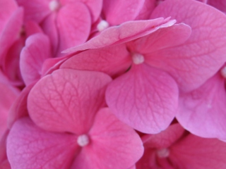 Pink Flowers wallpaper 320x240