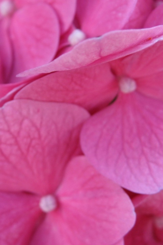 Screenshot №1 pro téma Pink Flowers 320x480