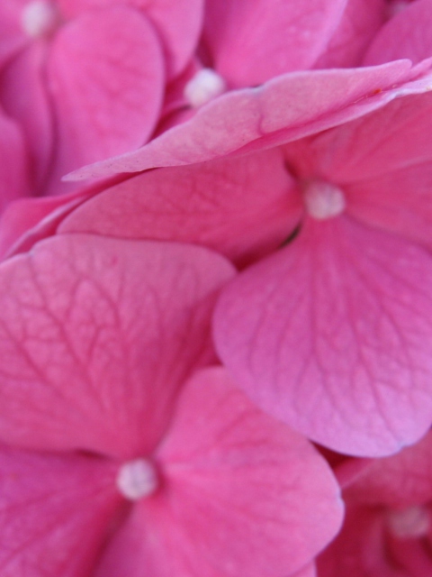Sfondi Pink Flowers 480x640