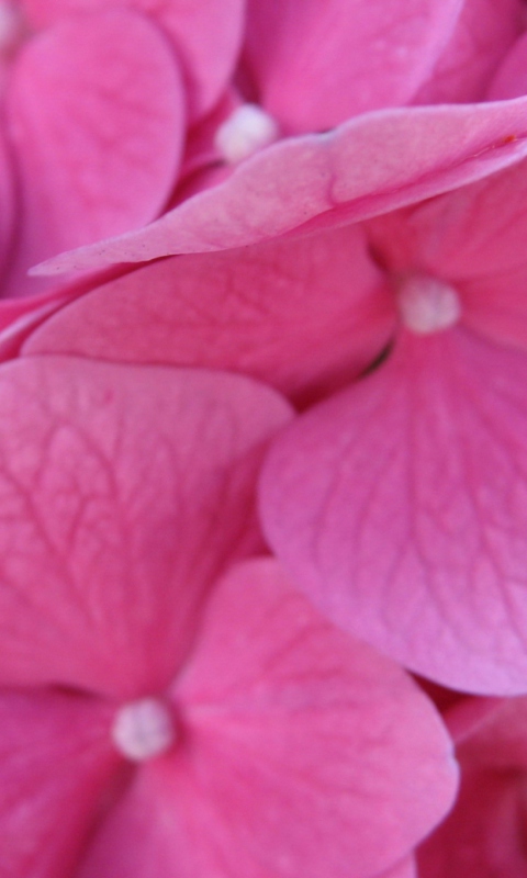 Fondo de pantalla Pink Flowers 480x800