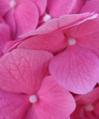 Kostenloses Pink Flowers Wallpaper für Nokia 5800 Navigation Edition