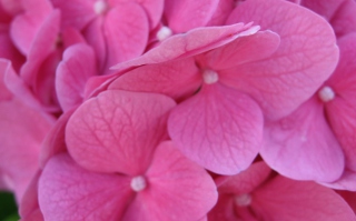 Pink Flowers papel de parede para celular para Nokia Asha 205
