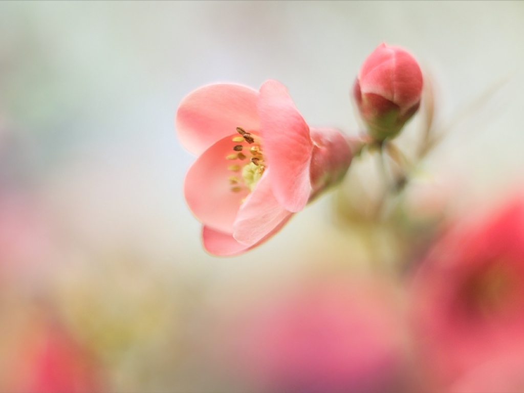Das Pink Tender Flower Wallpaper 1024x768