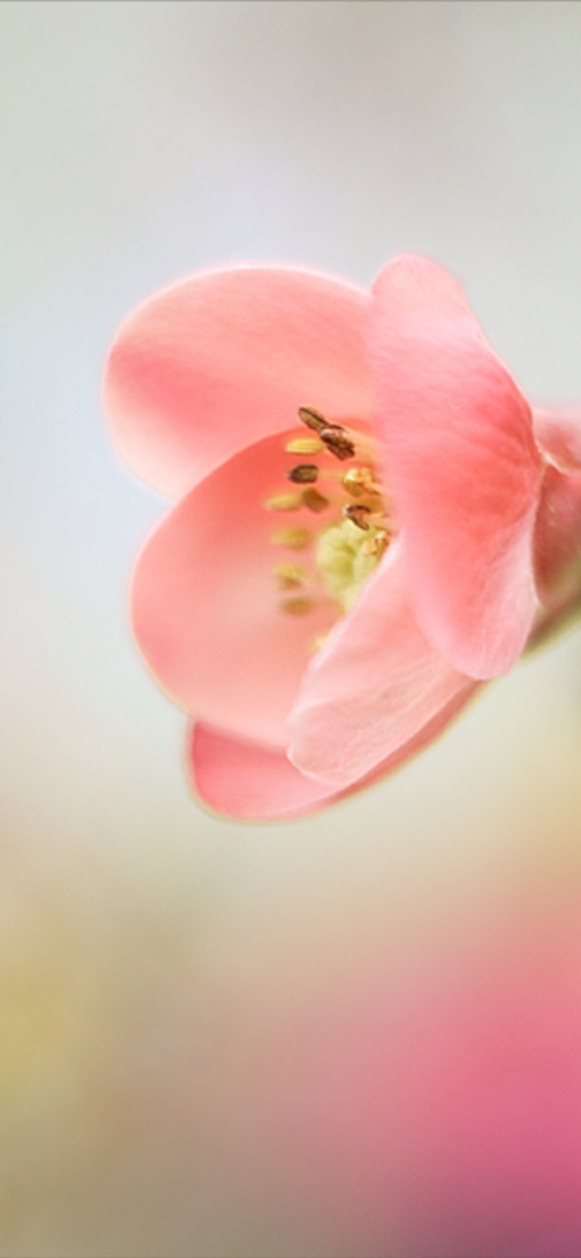 Screenshot №1 pro téma Pink Tender Flower 1170x2532