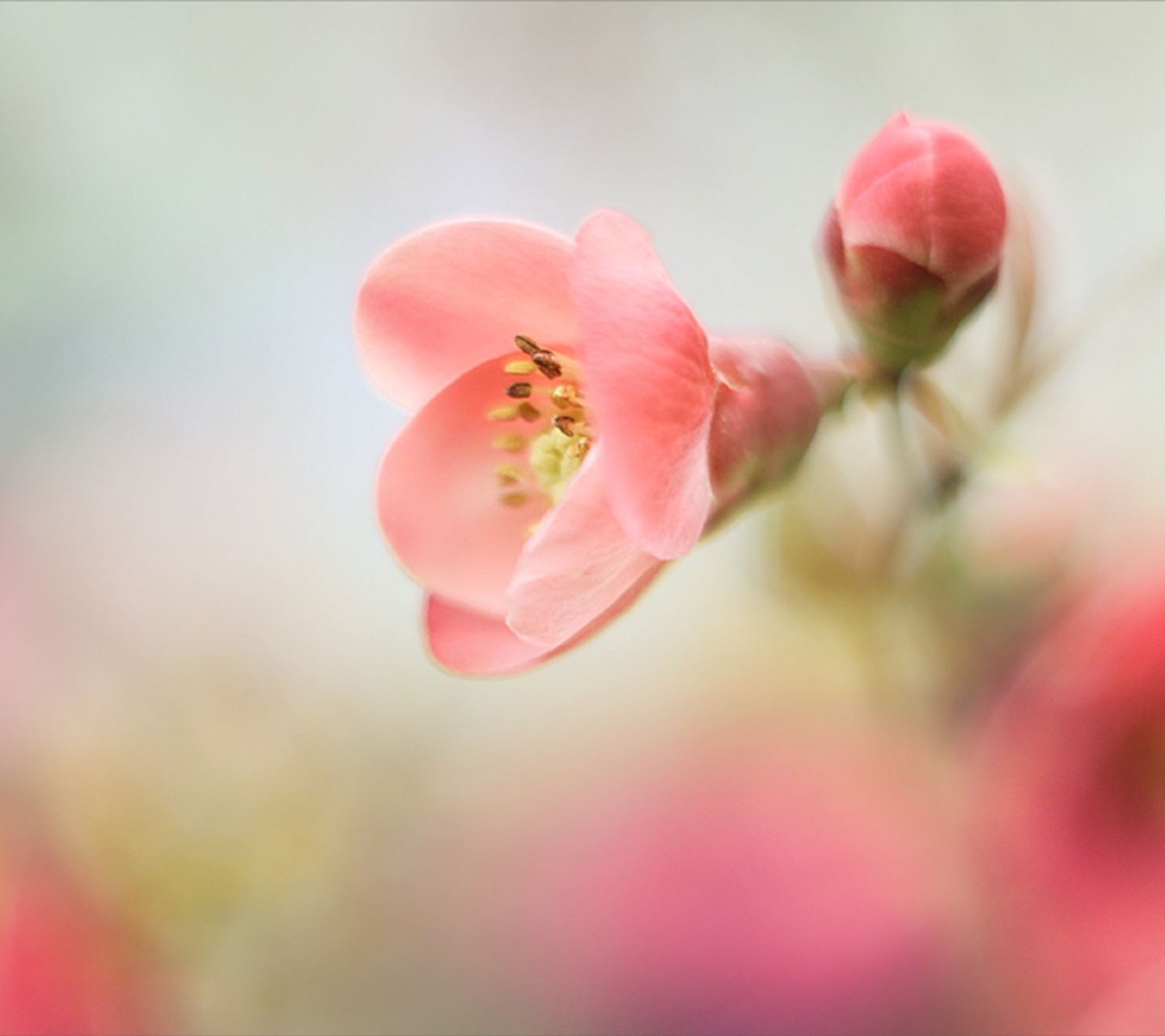 Das Pink Tender Flower Wallpaper 1440x1280