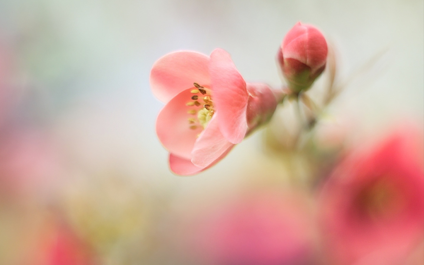Das Pink Tender Flower Wallpaper 1440x900