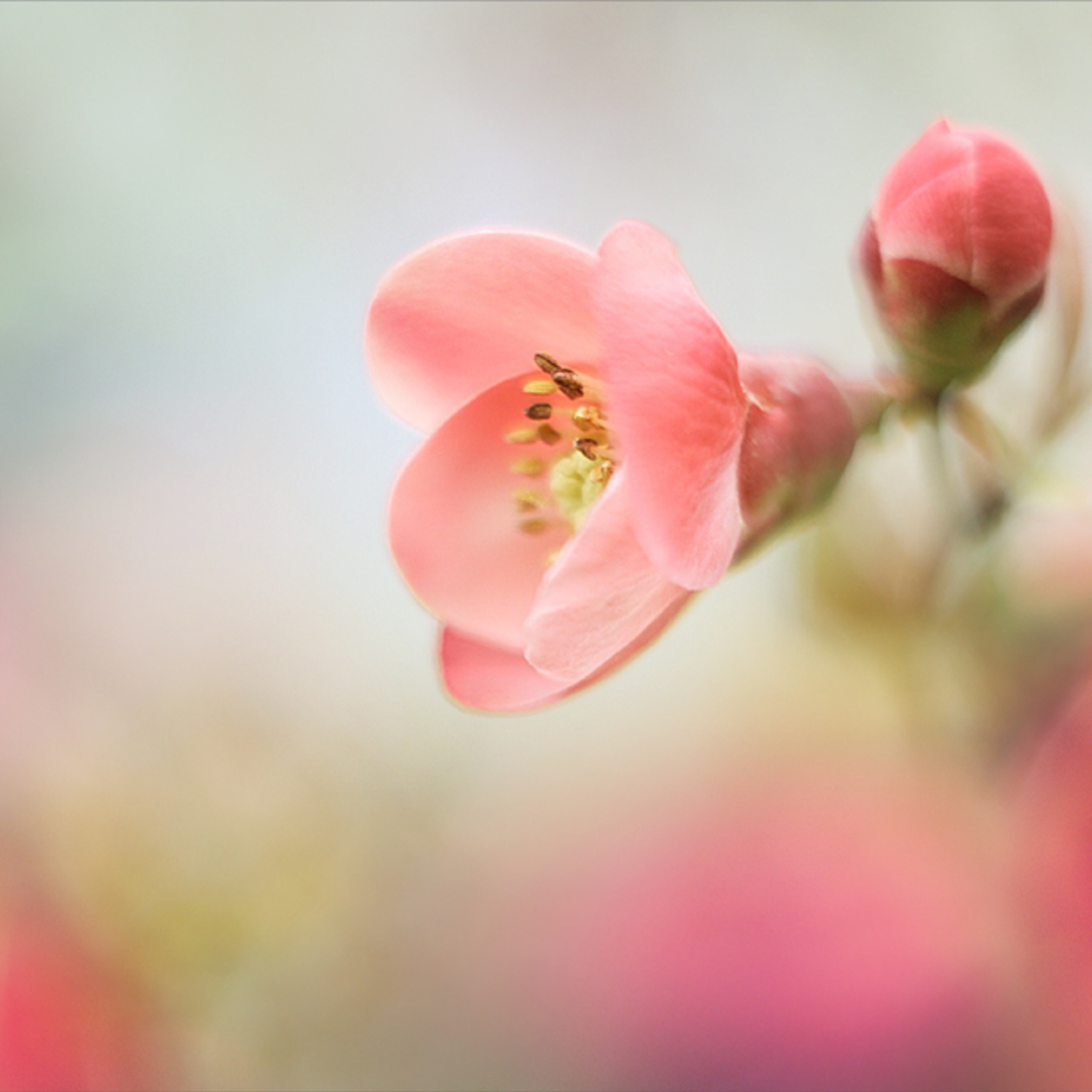 Обои Pink Tender Flower 2048x2048