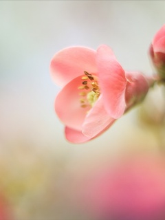 Sfondi Pink Tender Flower 240x320