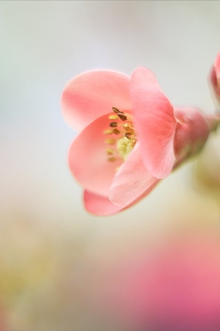 Pink Tender Flower screenshot #1 320x480