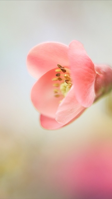 Das Pink Tender Flower Wallpaper 360x640