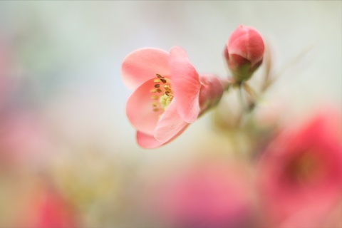 Pink Tender Flower wallpaper 480x320