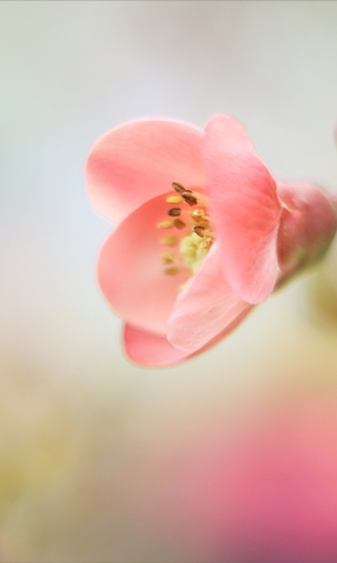 Pink Tender Flower wallpaper 480x800